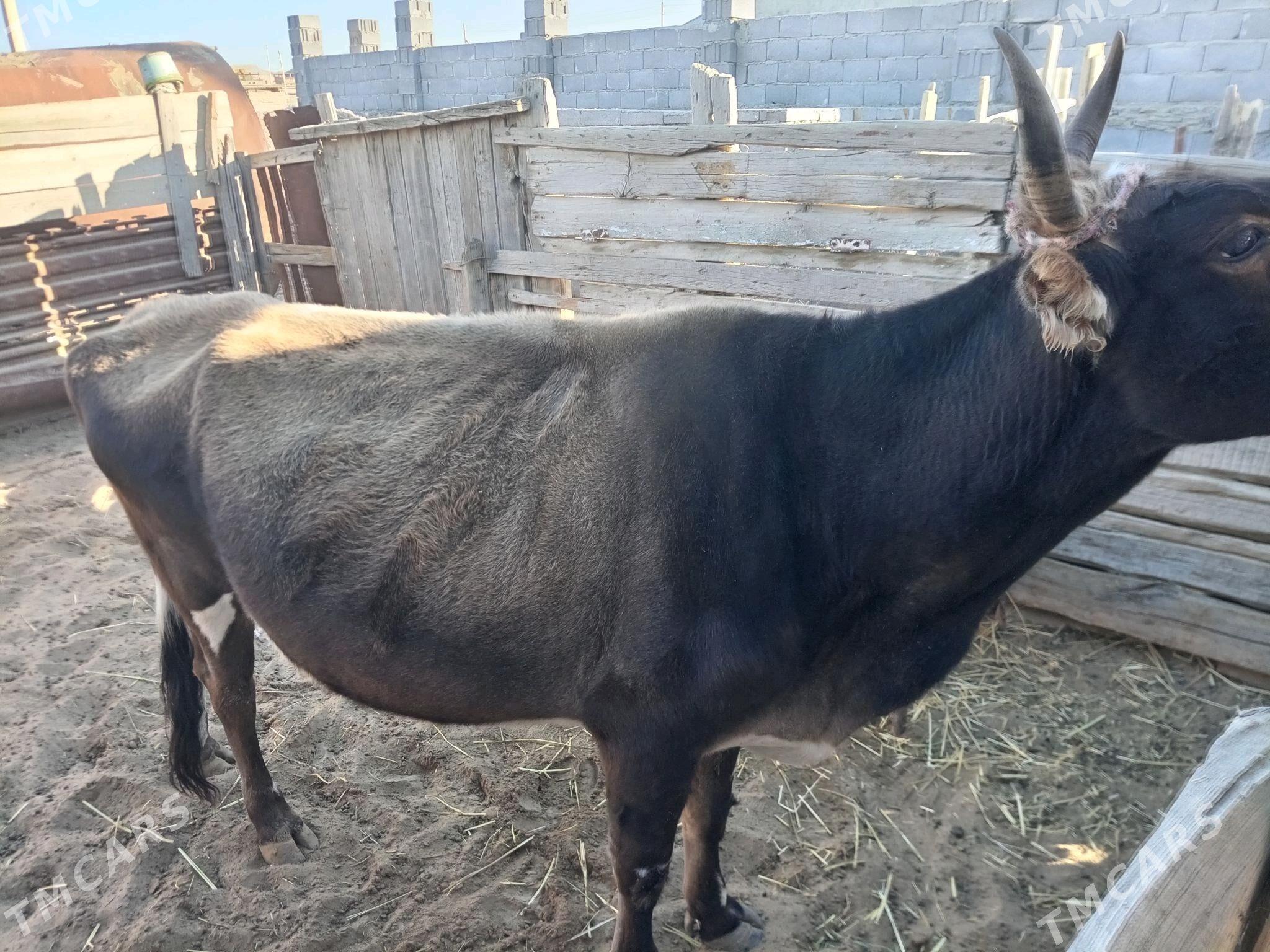 Sygyr - Этрек - img 2