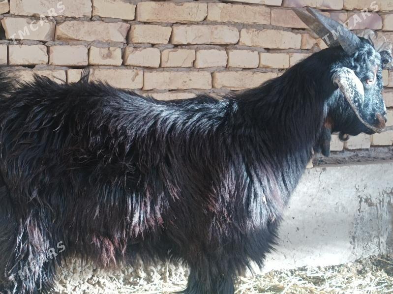 Teke - Дянев - img 2