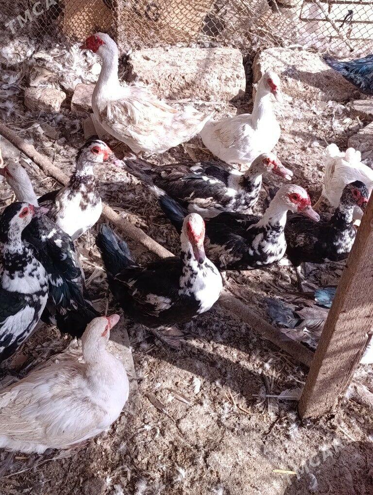 musgus - Dänew - img 2