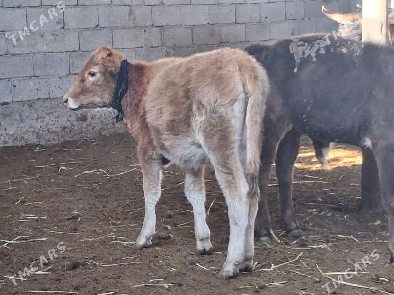 SWET TOHUM TUWE - Гарадамак - img 1