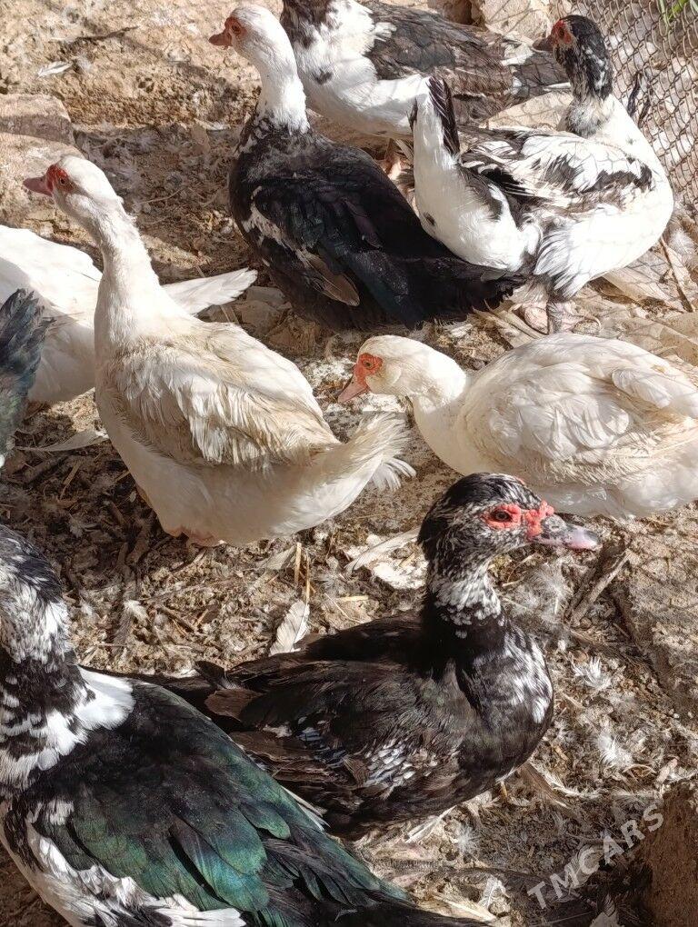 musgus - Dänew - img 4