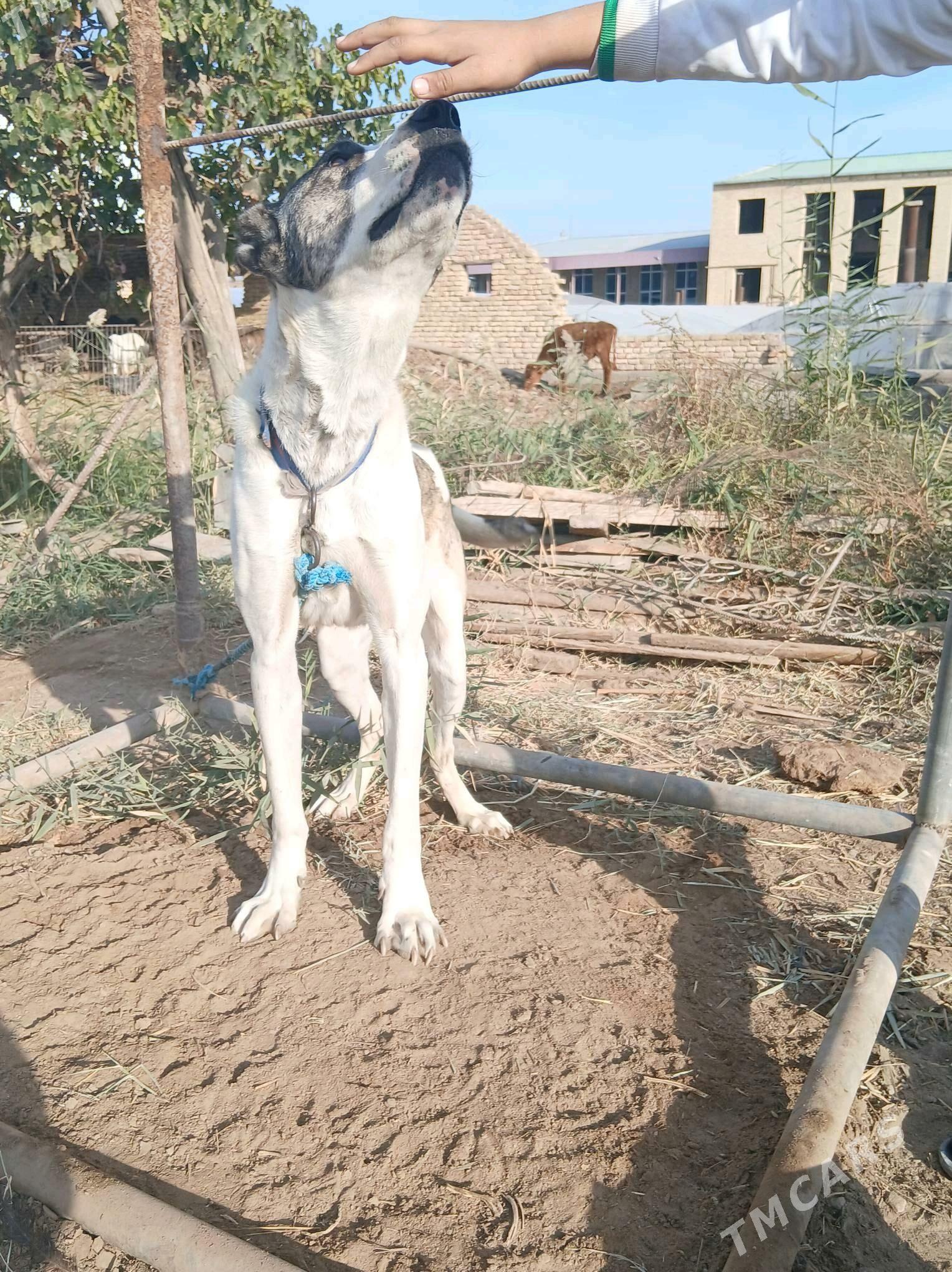 Аждар - Çärjew - img 2