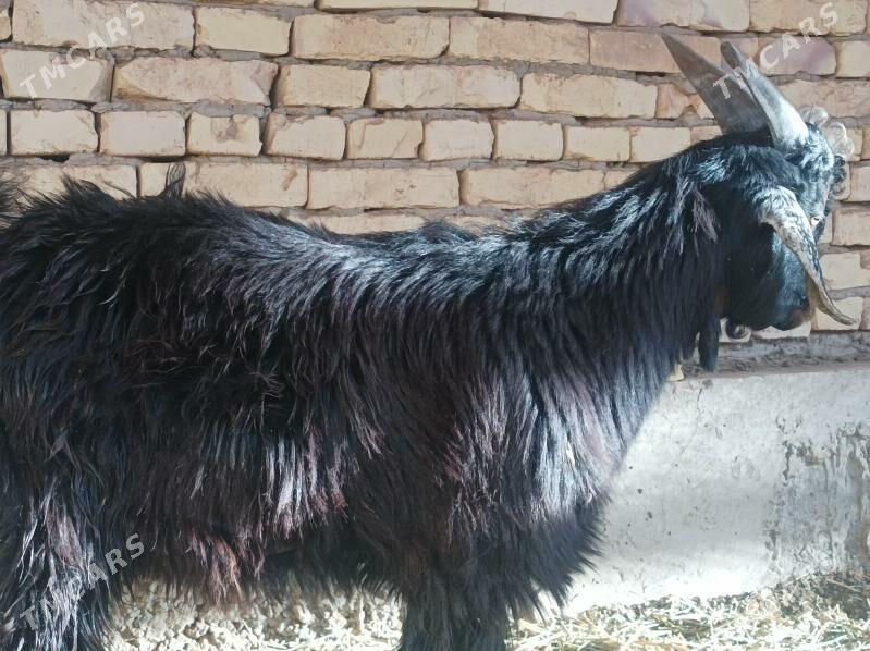 Teke - Дянев - img 1