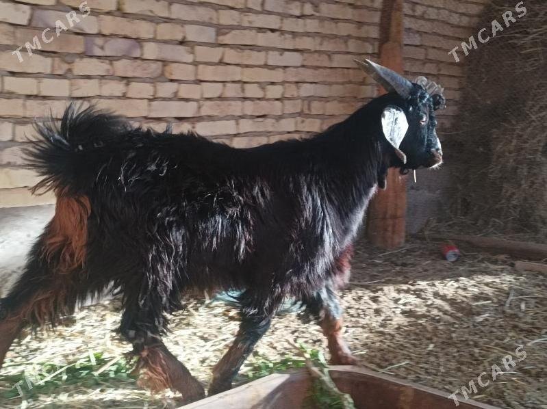 Teke - Дянев - img 3