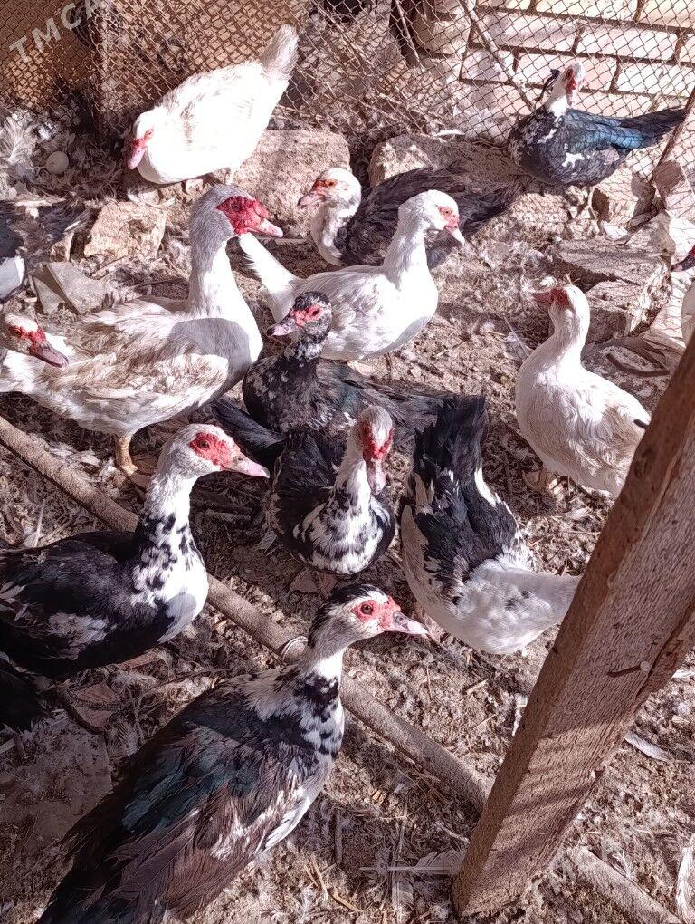 musgus - Dänew - img 3