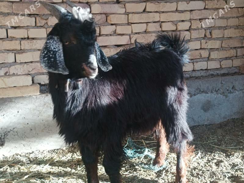 Teke - Дянев - img 4