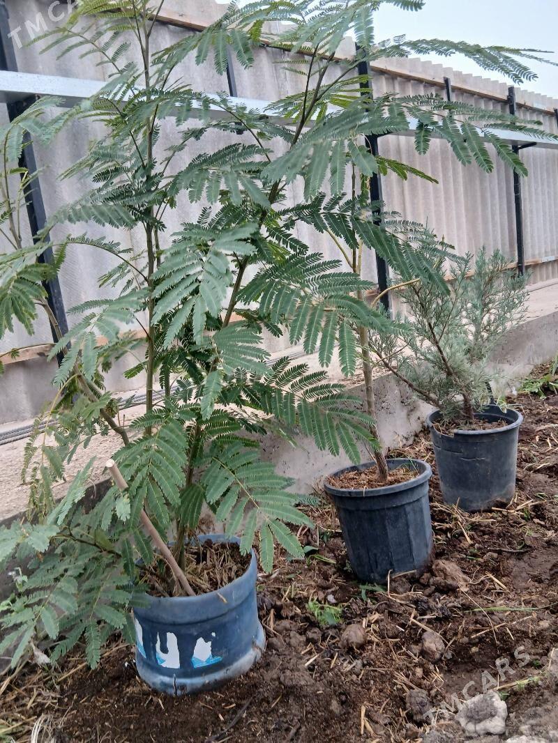 Satlyk türkün̈  možewelnigi - Туркменабат - img 3