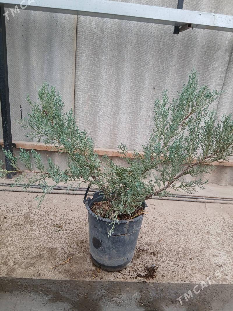 Satlyk türkün̈ možewelnigi - Туркменабат - img 1