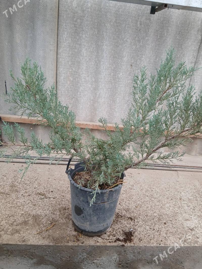 Satlyk türkün̈  možewelnigi - Туркменабат - img 2