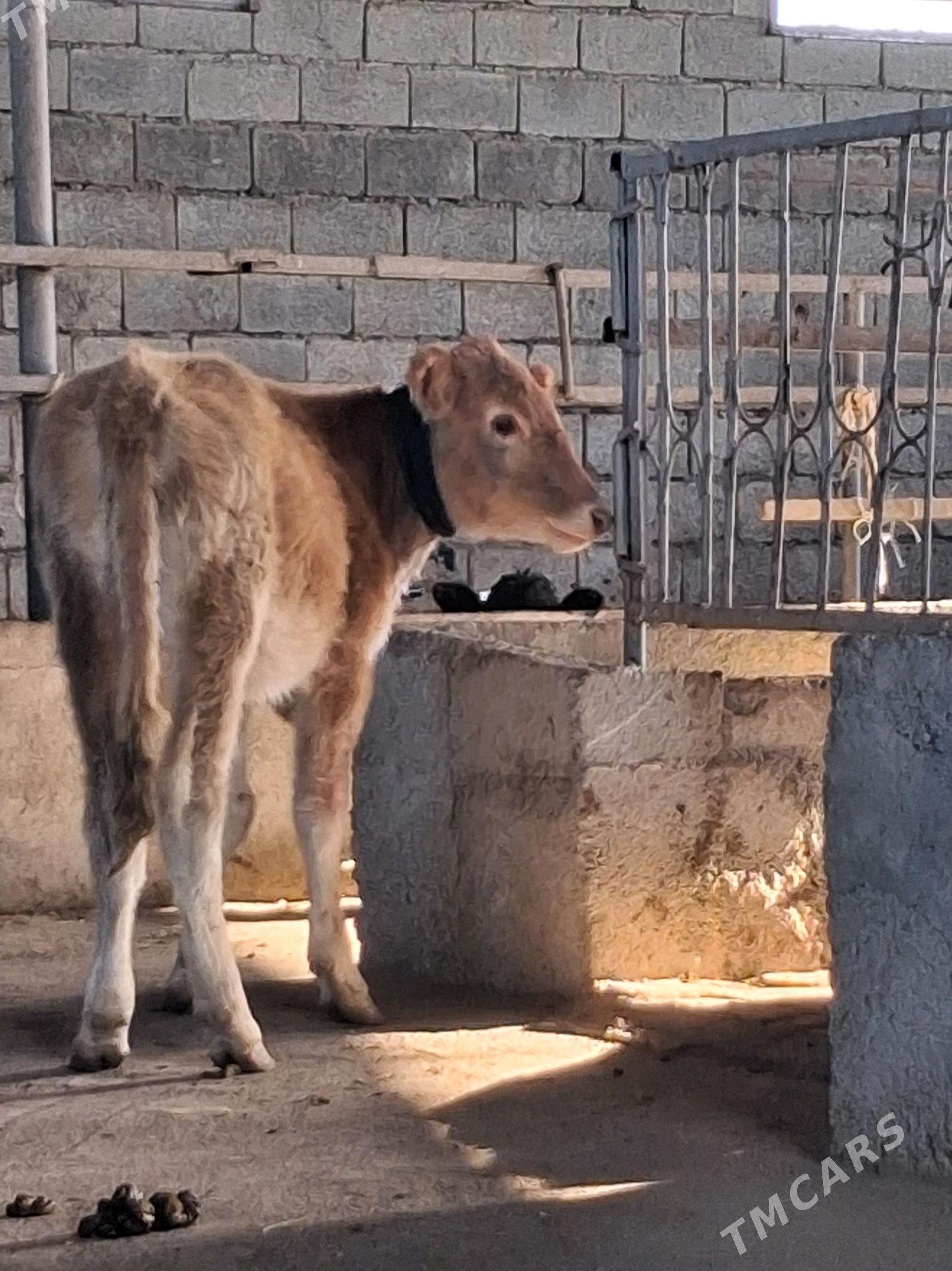 SWET TOHUM TUWE - Гарадамак - img 3