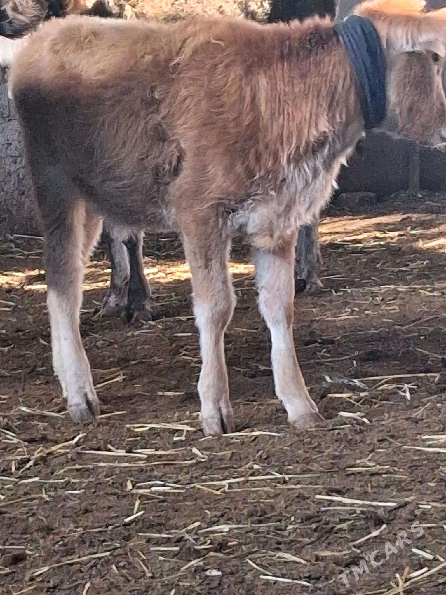 SWET TOHUM TUWE - Гарадамак - img 2