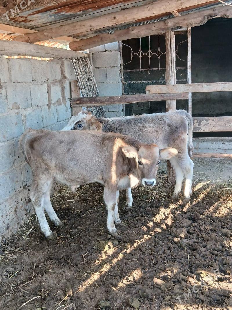 Okuz - Гёкдепе - img 4