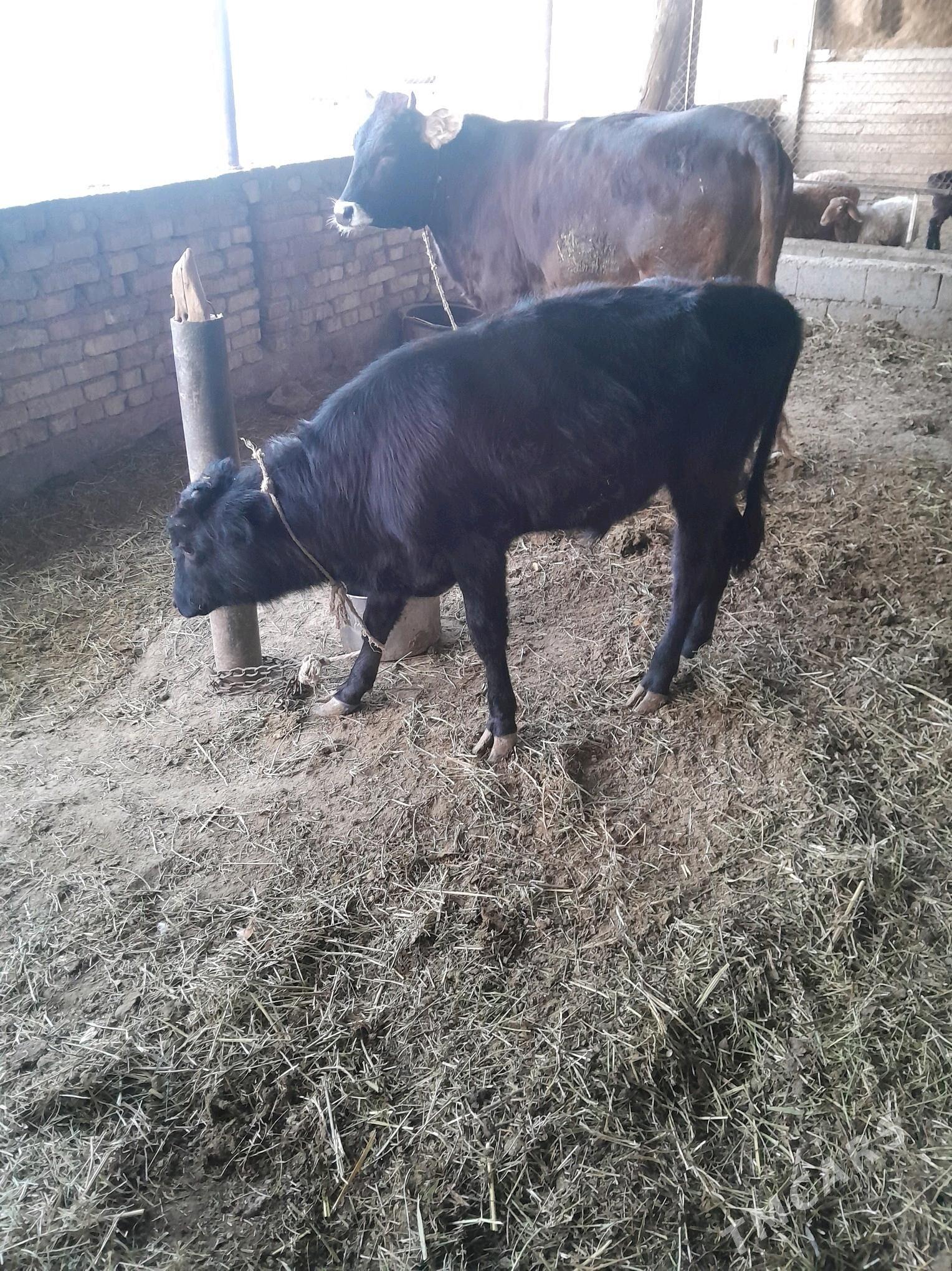 okuz 8 aÿ - Ак-Бугдайский этрап - img 3