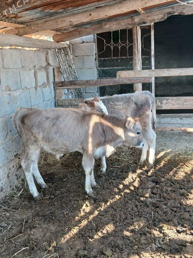 Okuz - Гёкдепе - img 3