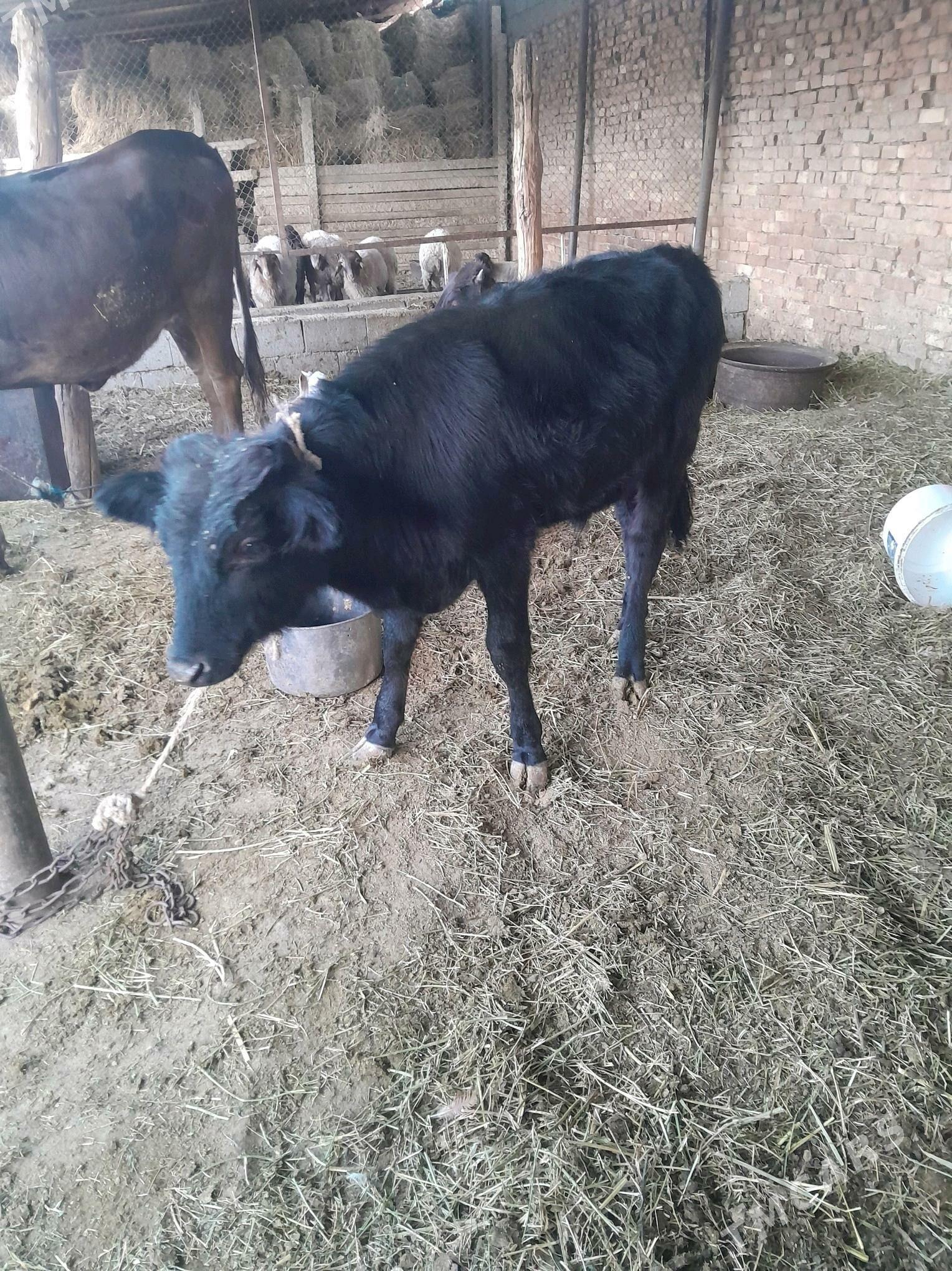 okuz 8 aÿ - Ак-Бугдайский этрап - img 1