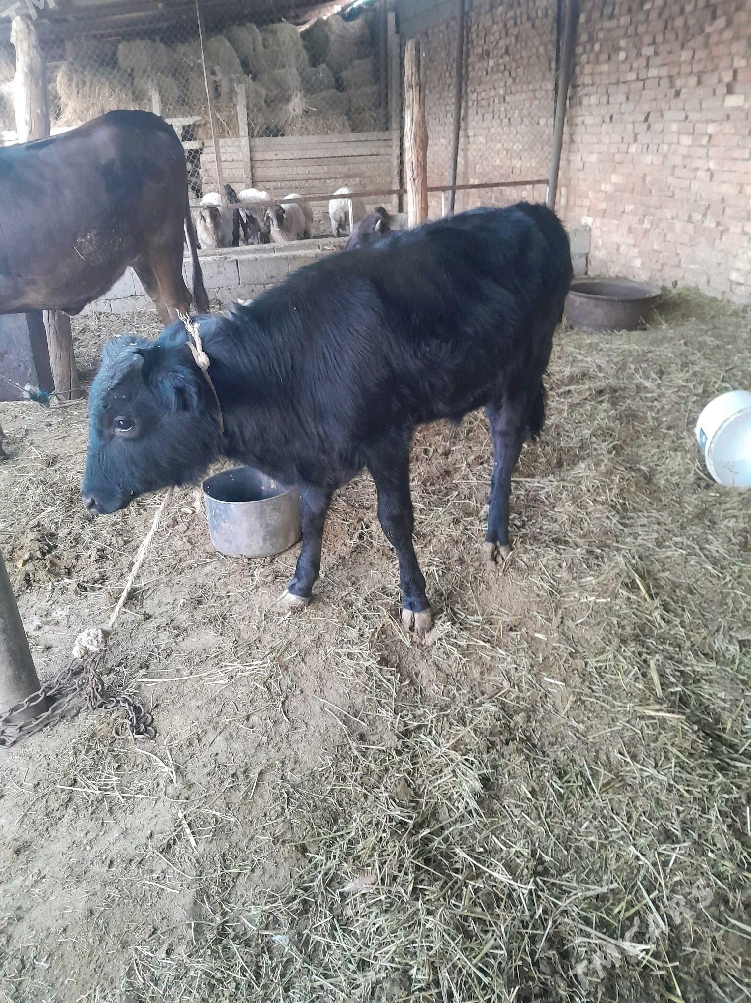 okuz 8 aÿ - Ак-Бугдайский этрап - img 2