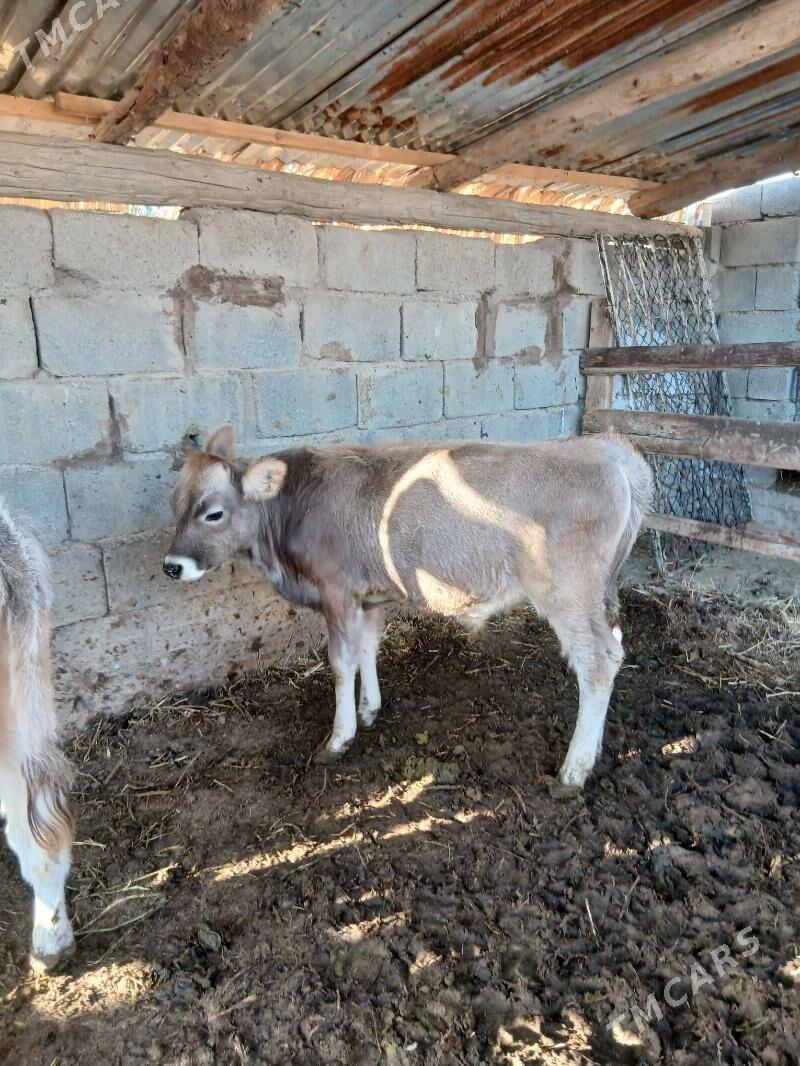 Okuz - Гёкдепе - img 2