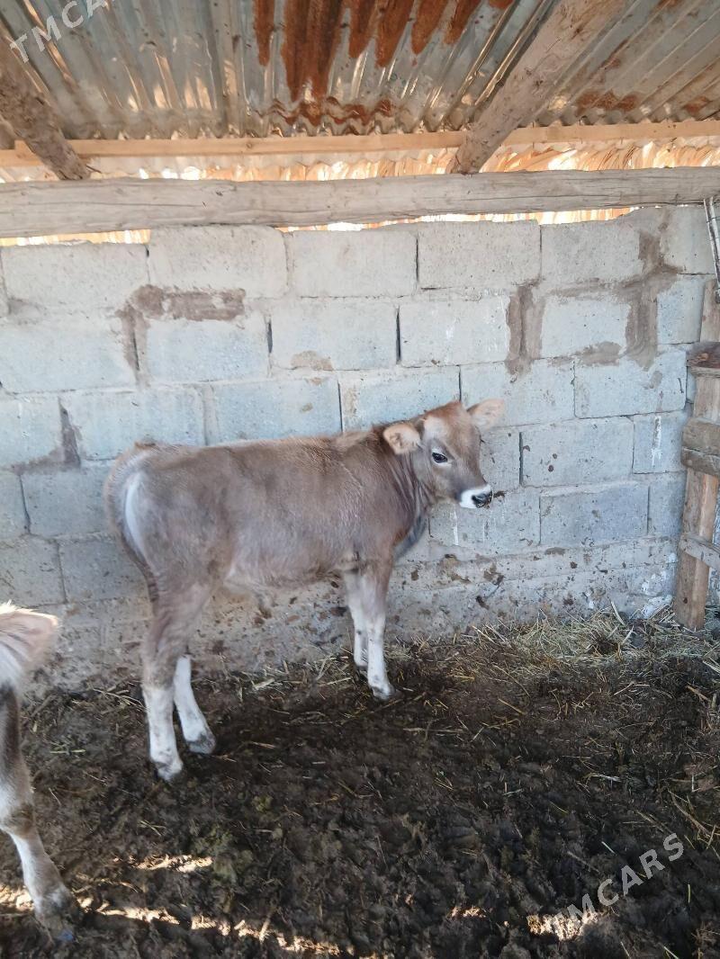 Okuz - Гёкдепе - img 1