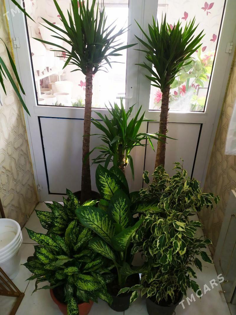 Юка - Ашхабад - img 3