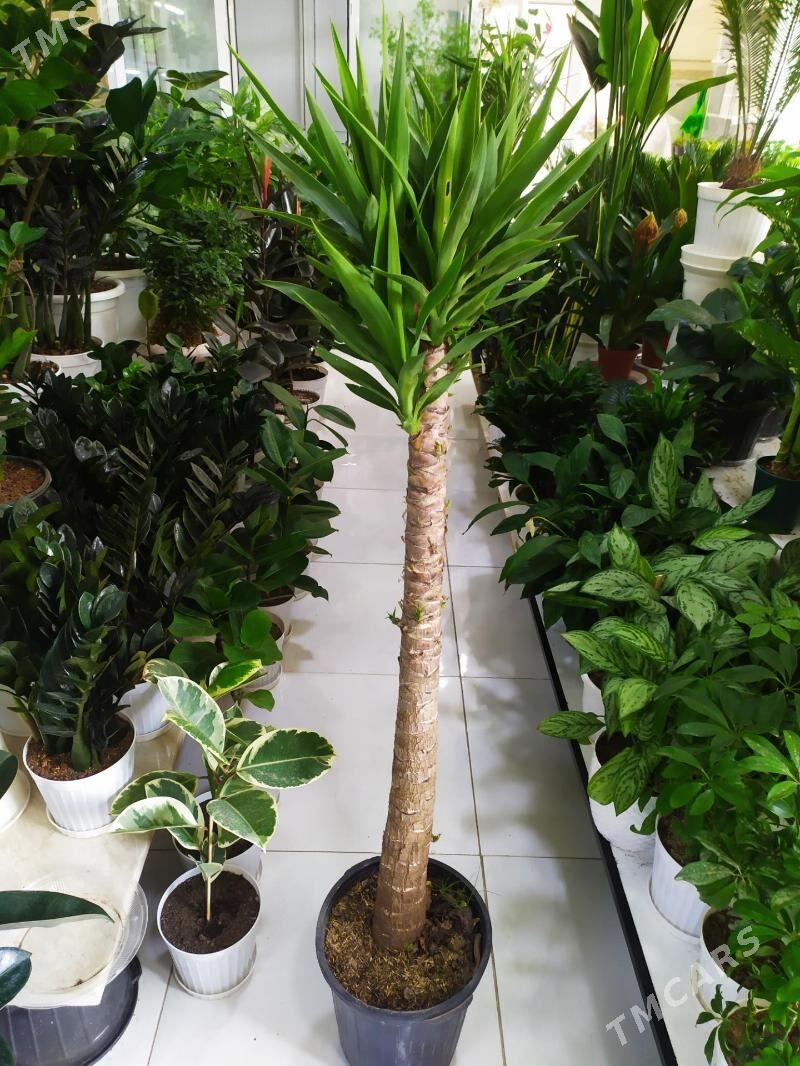 Юка - Ашхабад - img 1