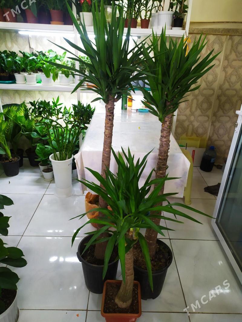 Юка - Ашхабад - img 4