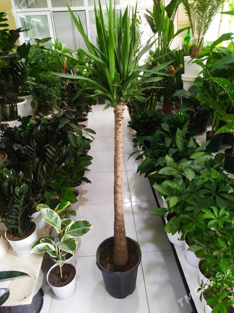 Юка - Ашхабад - img 2