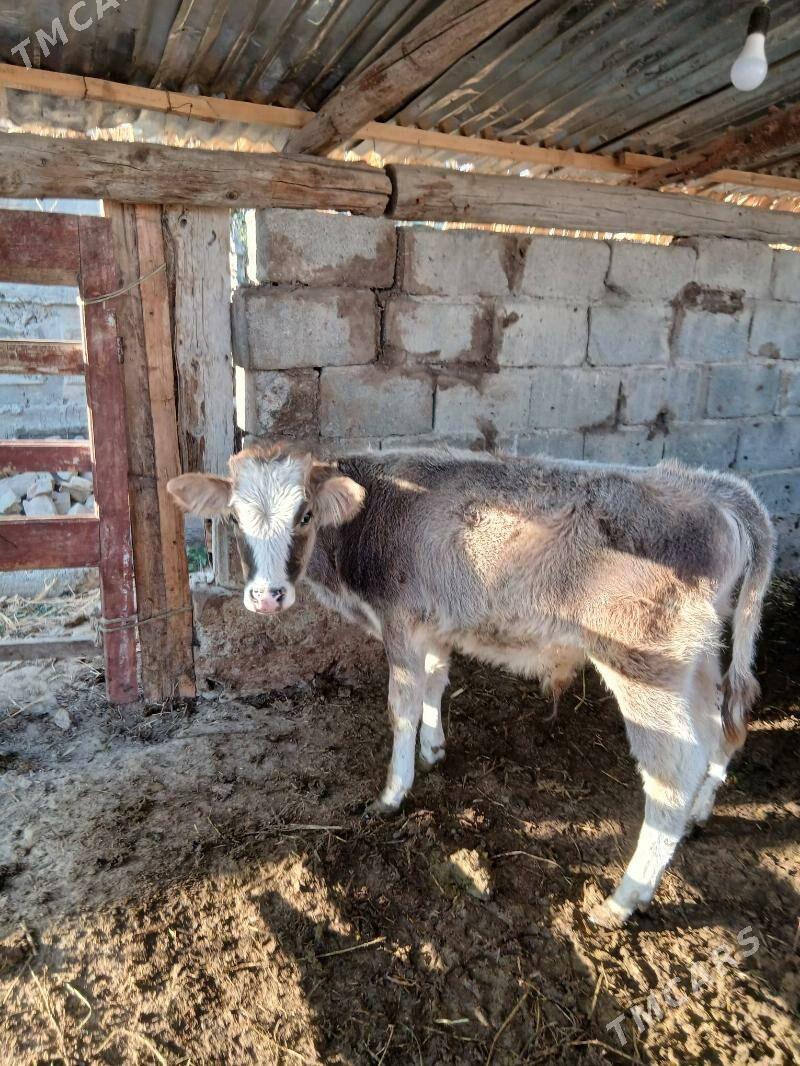 okuz - Gökdepe - img 2