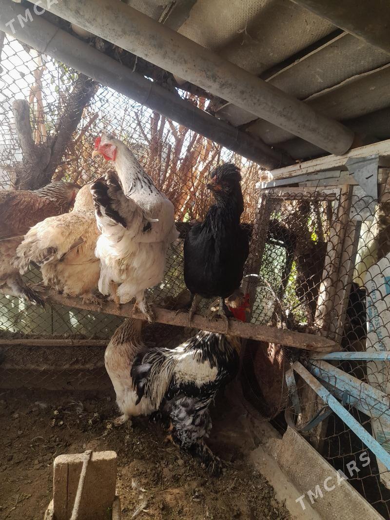 ТОВУК - Мары - img 3