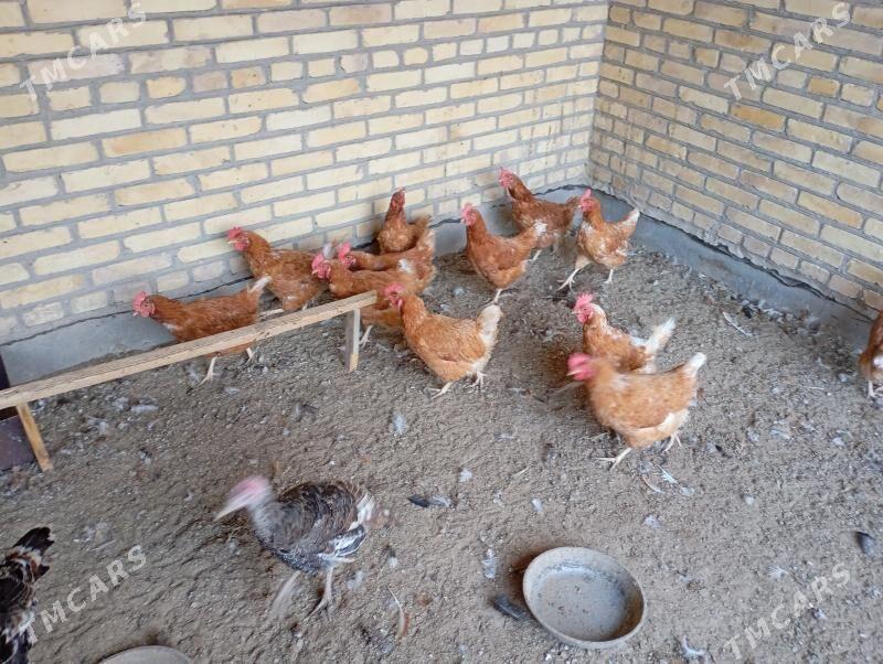 доготран товуклар - Farap - img 2