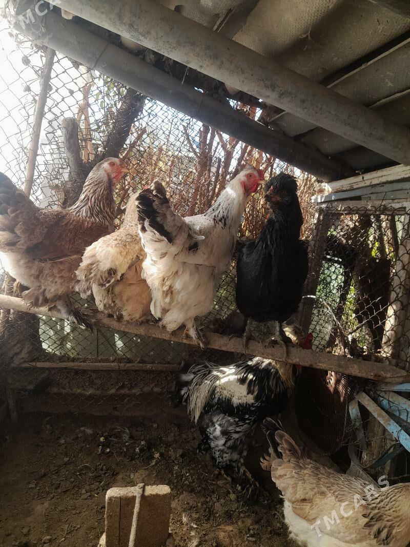 ТОВУК - Мары - img 2