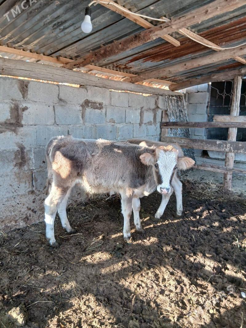 okuz - Gökdepe - img 1