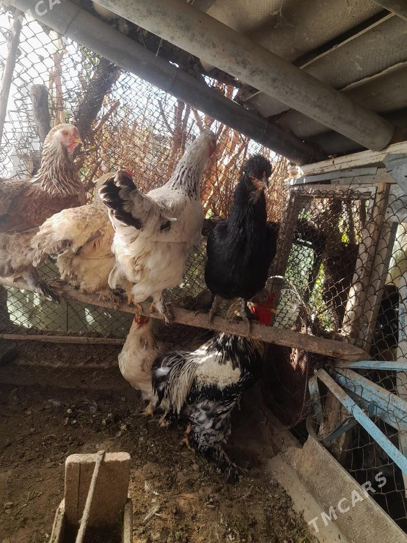 ТОВУК - Мары - img 1