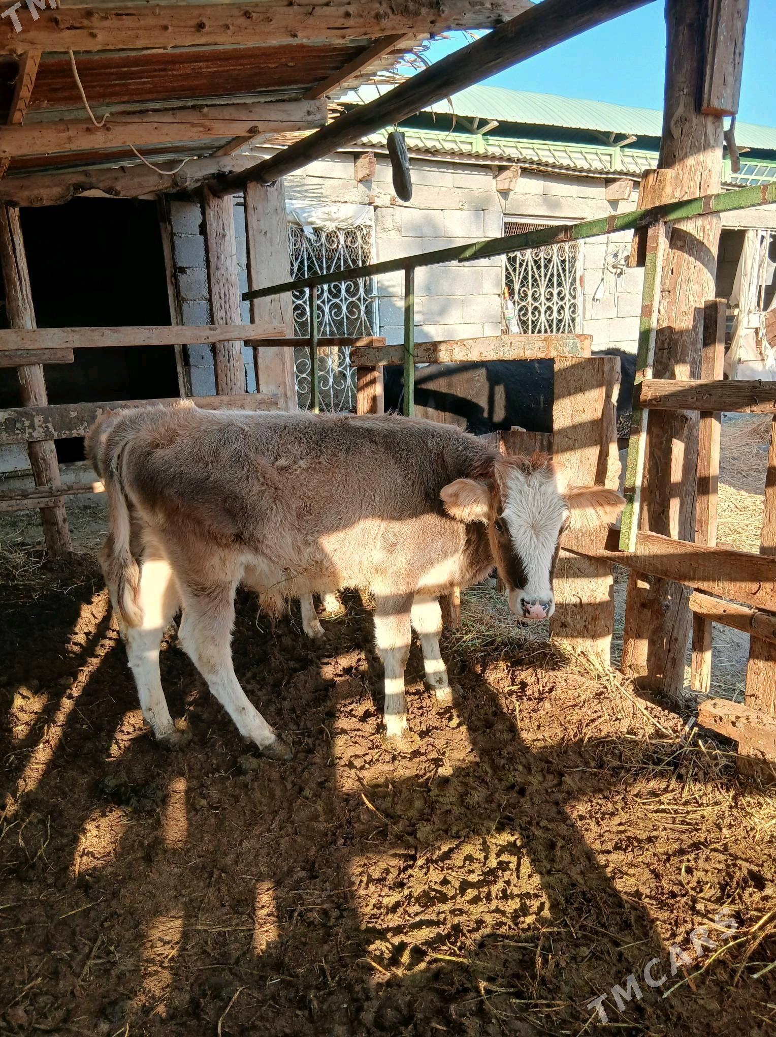 okuz - Gökdepe - img 3