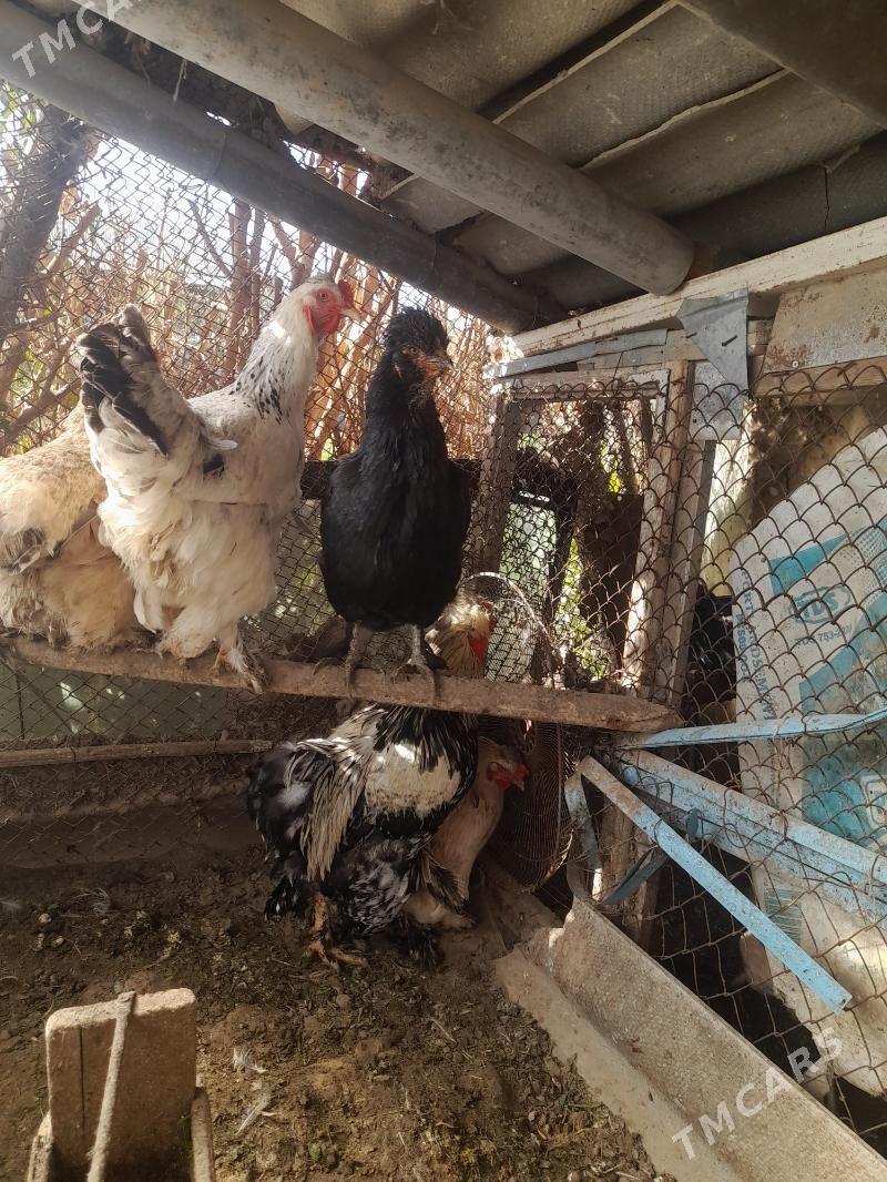 ТОВУК - Мары - img 5