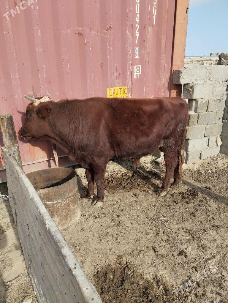 okuz - Türkmenbaşy - img 2