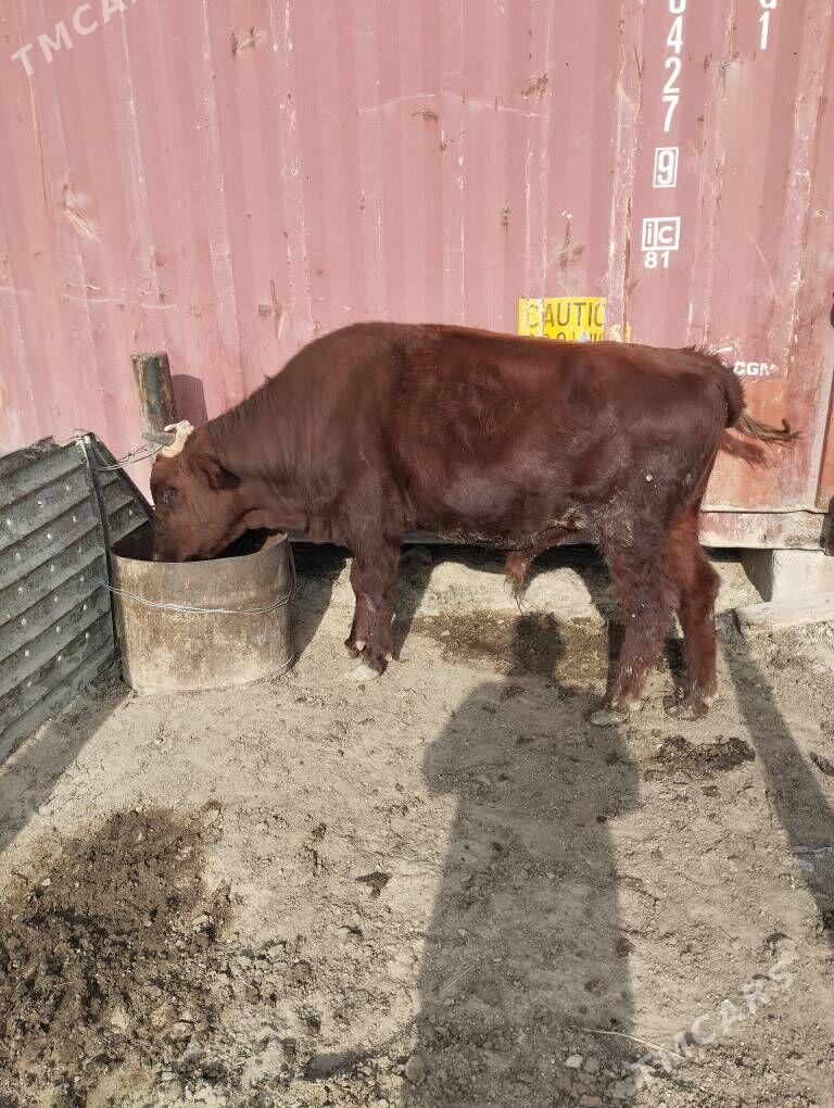 okuz - Türkmenbaşy - img 1