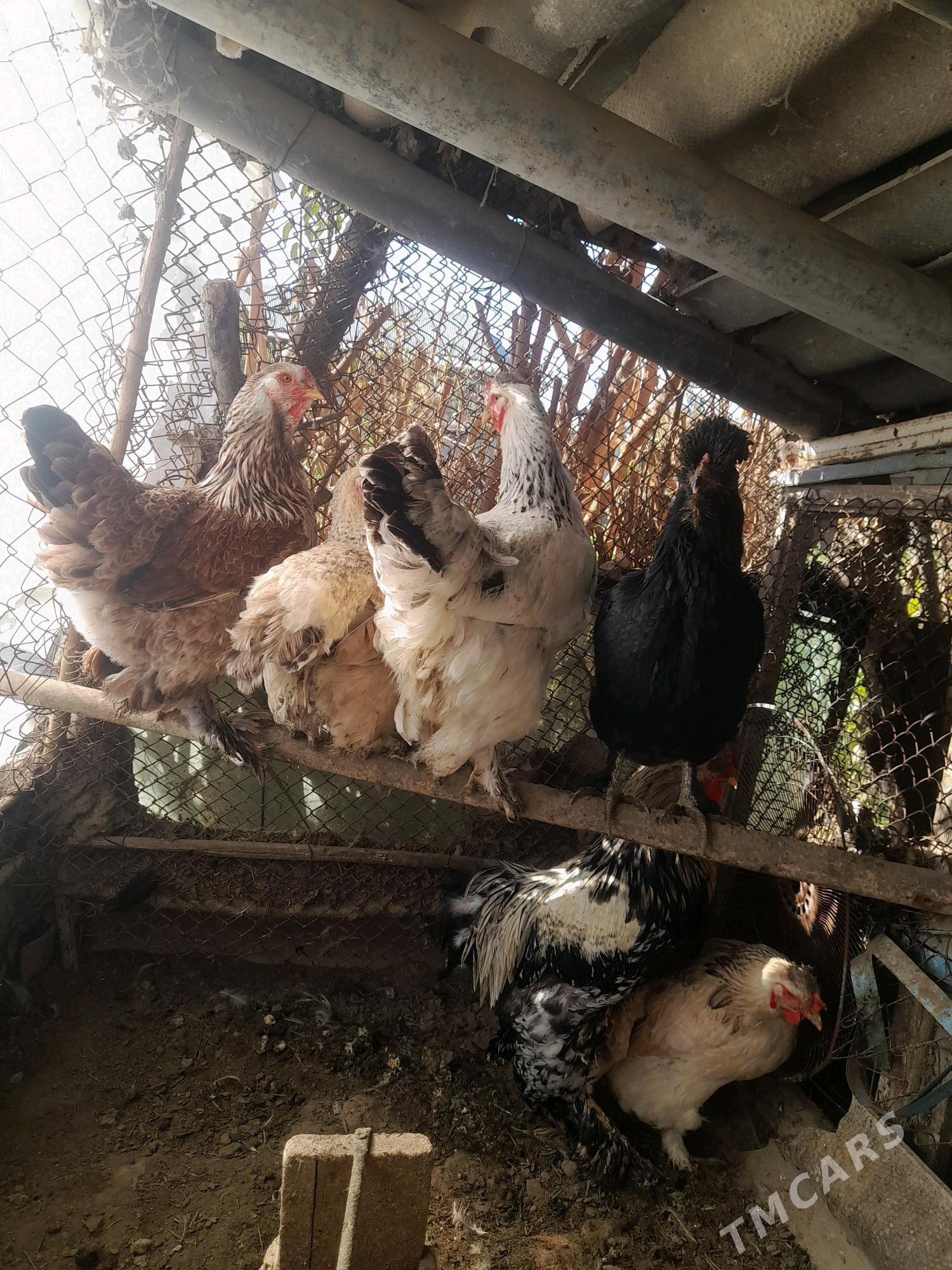 ТОВУК - Мары - img 6