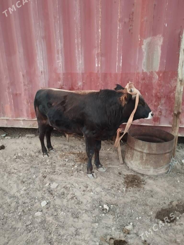 okuz - Туркменбаши - img 3