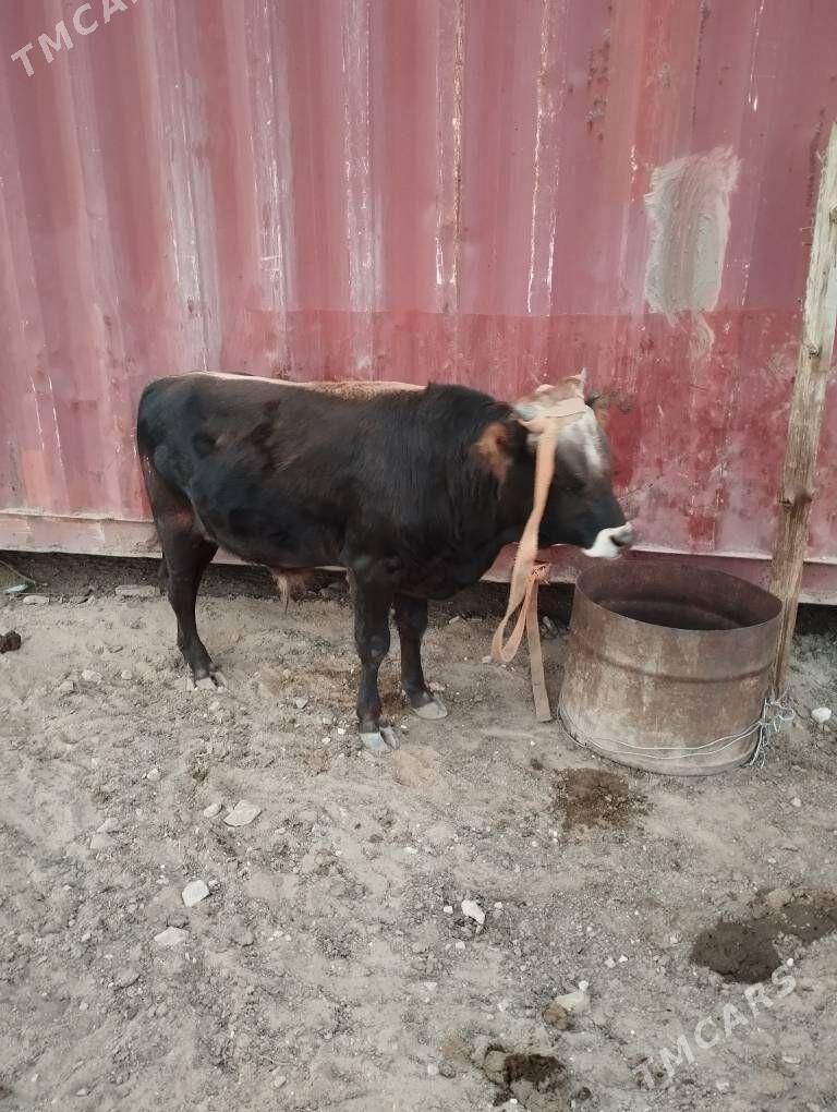 okuz - Туркменбаши - img 2