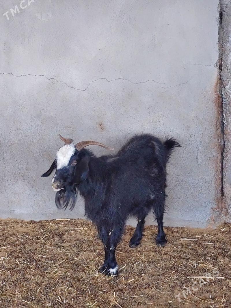 Geçi - Бахарден - img 3