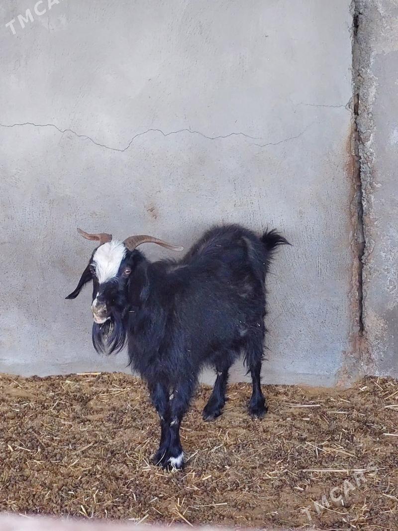 Geçi - Бахарден - img 2