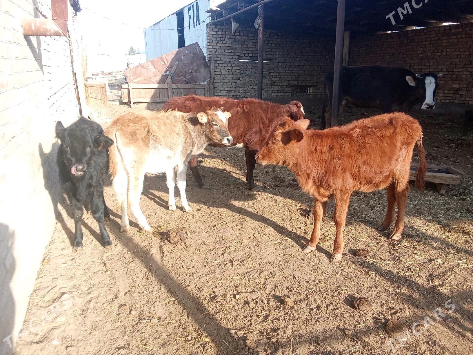 GÖLELER SYGYRLAR - Мары - img 3