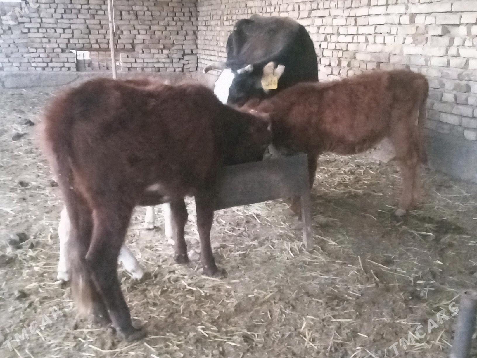 GÖLELER SYGYRLAR - Мары - img 4