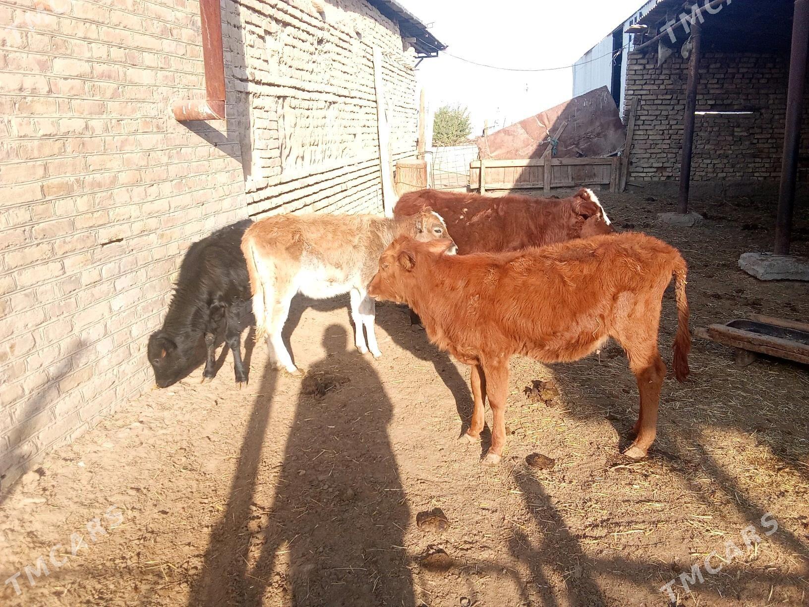 GÖLELER SYGYRLAR - Мары - img 2