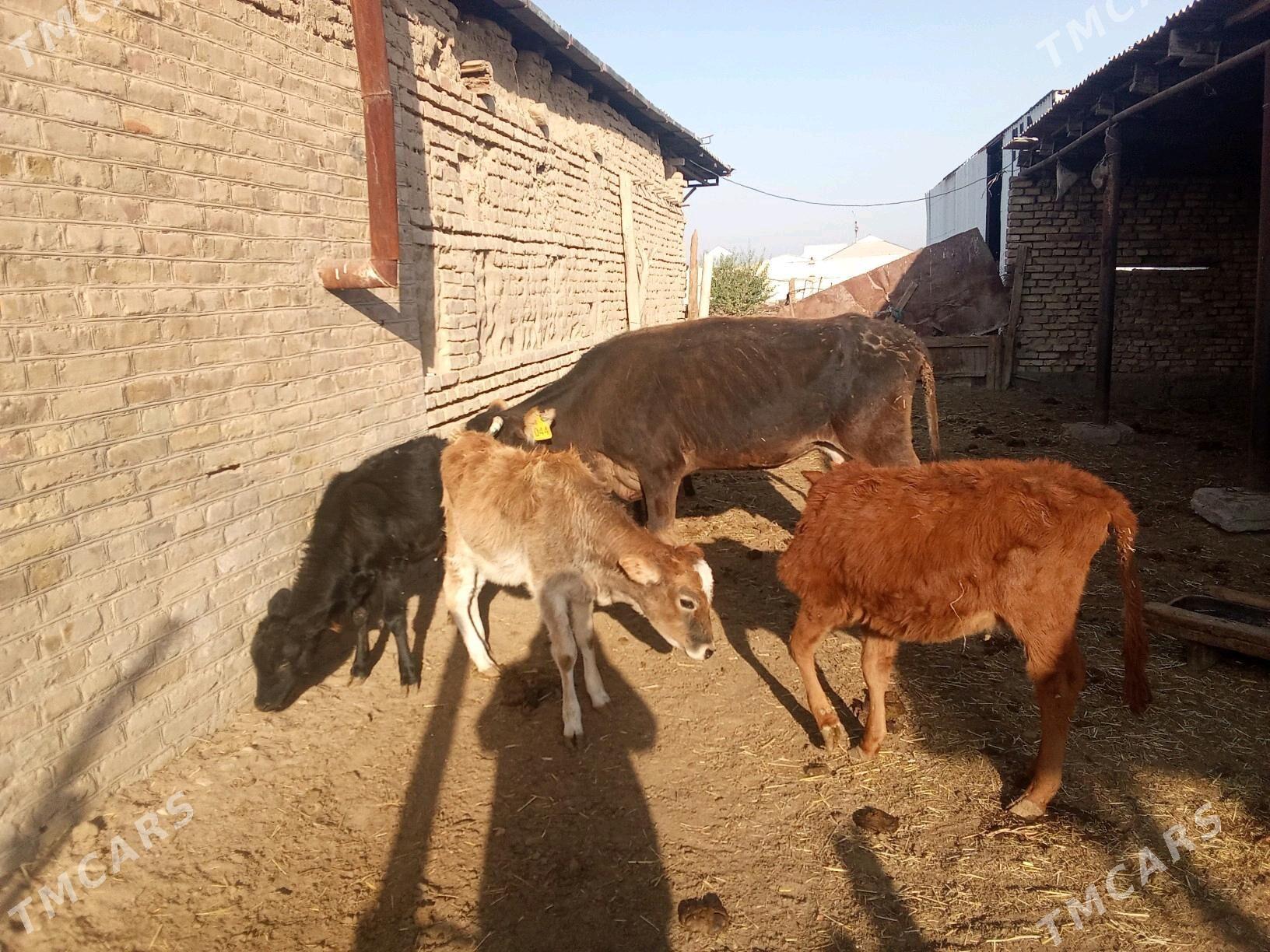 GÖLELER SYGYRLAR - Мары - img 1