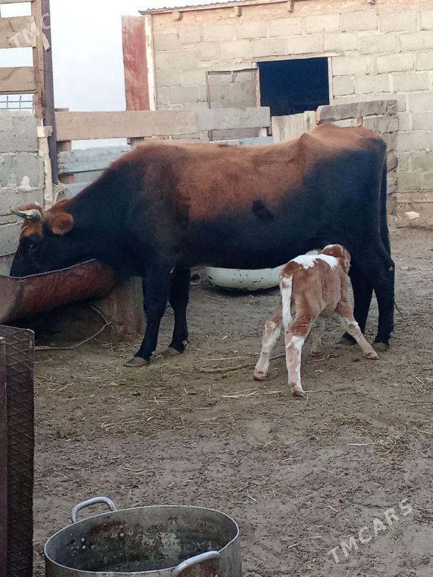 goleli sygyr - Гумдаг - img 3