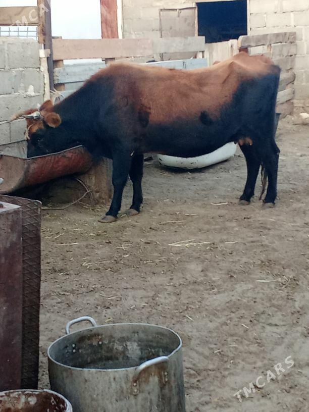 goleli sygyr - Гумдаг - img 2