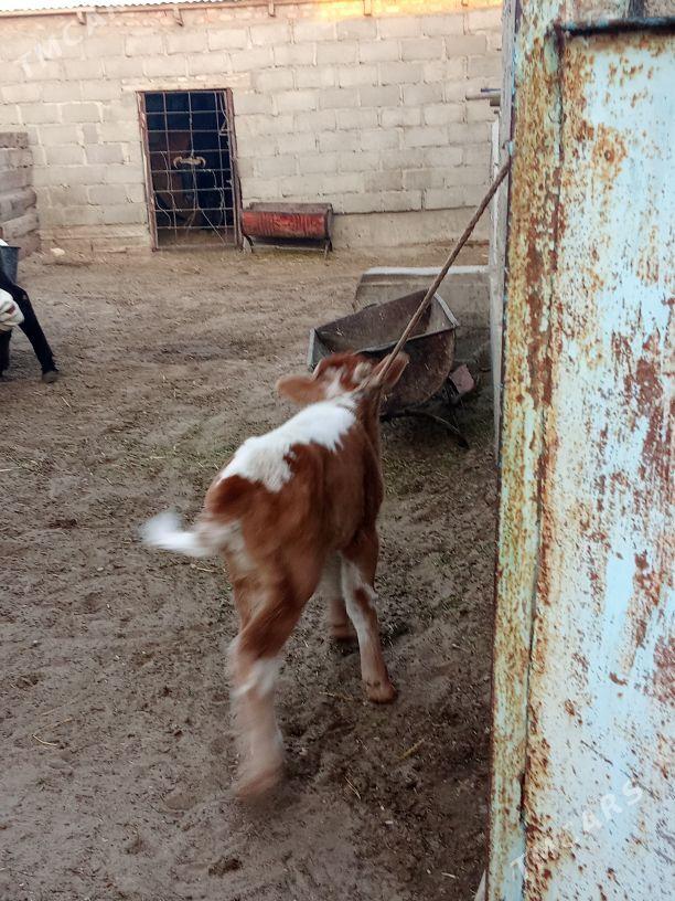 goleli sygyr - Гумдаг - img 4