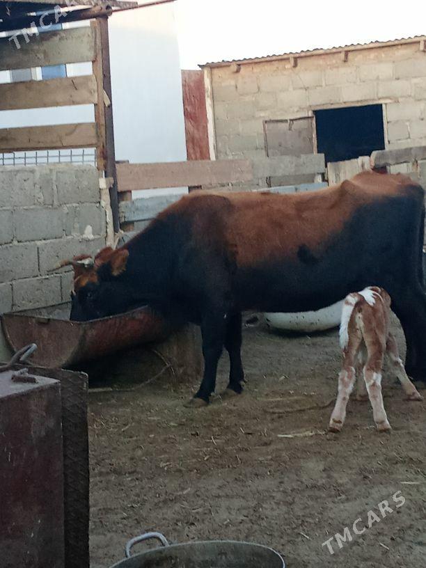 goleli sygyr - Гумдаг - img 1