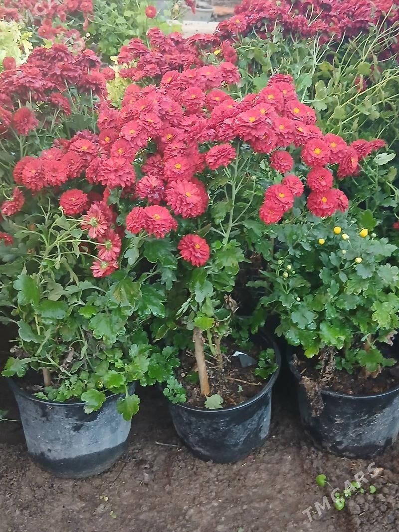 Satlyk kustawoý hrizantema - Туркменабат - img 5